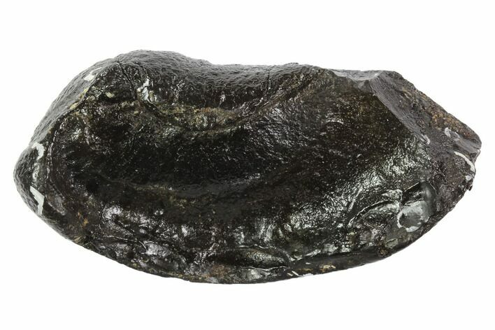 Fossil Whale Ear Bone - Miocene #95746
